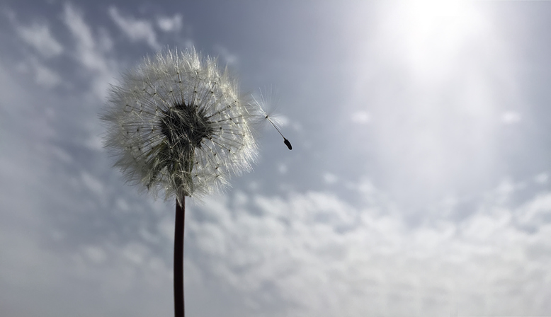 Dandelion losing seed cloudy background
